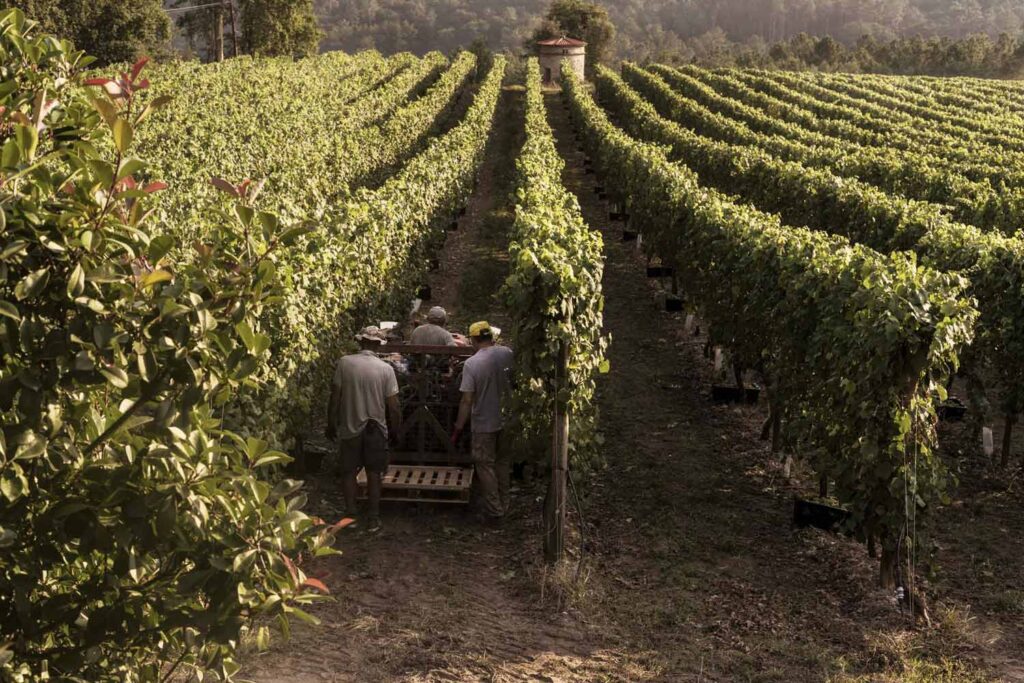 adega-chaos-vino-albarino-1