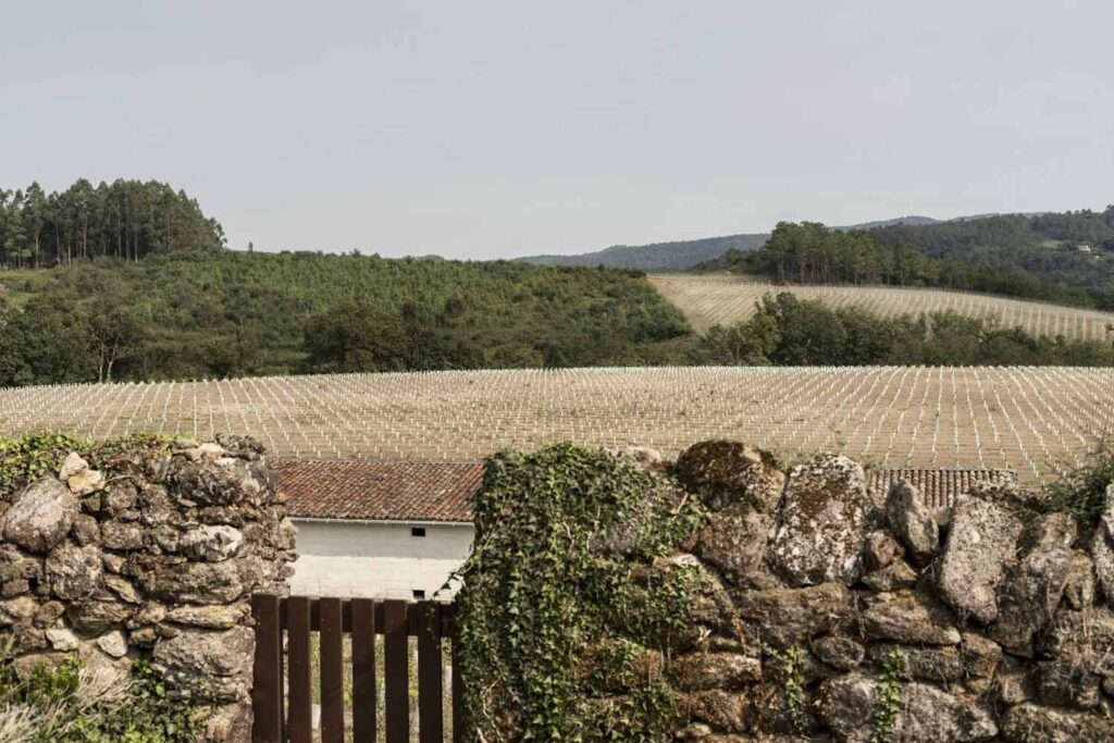 adega-chaos-vino-albarino-12