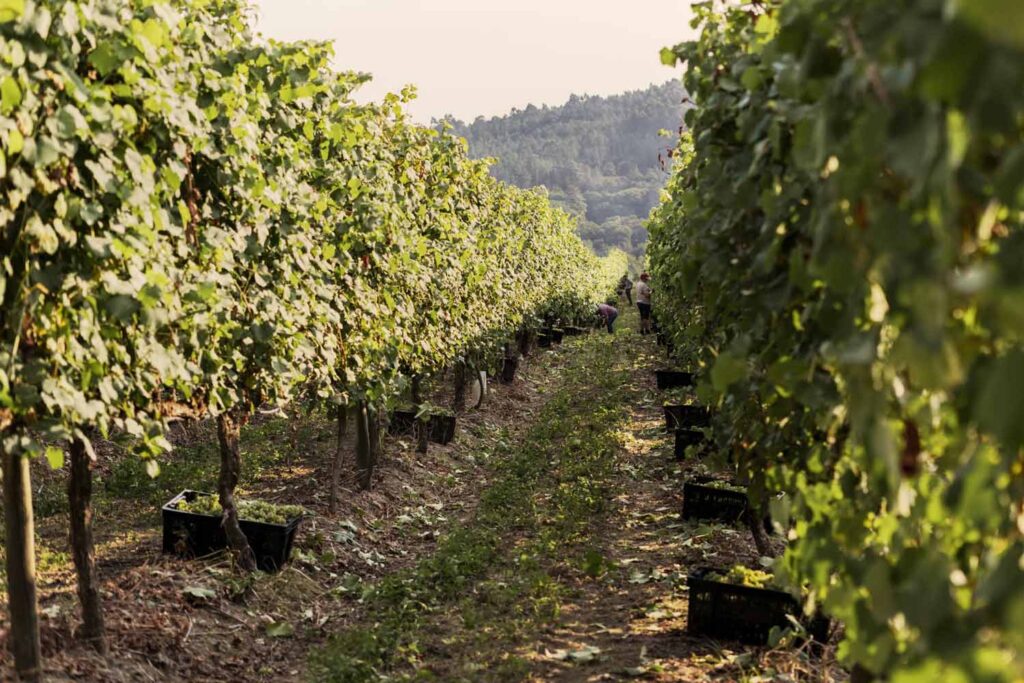 adega-chaos-vino-albarino-3