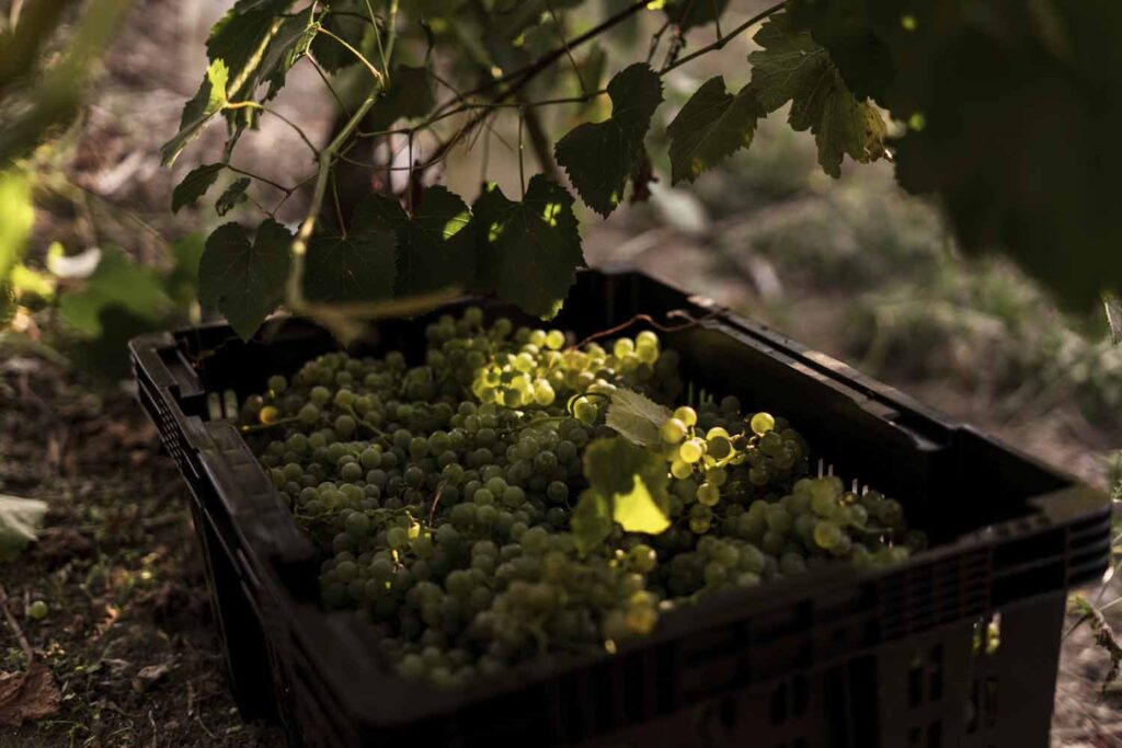 adega-chaos-vino-albarino-4