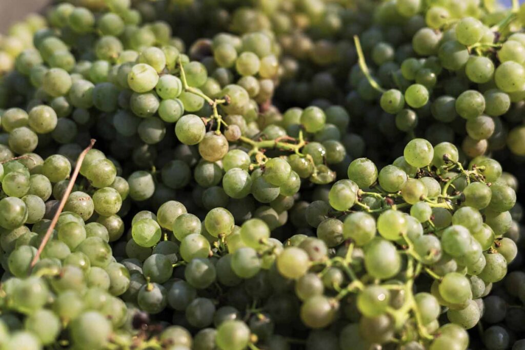 adega-chaos-vino-albarino-7