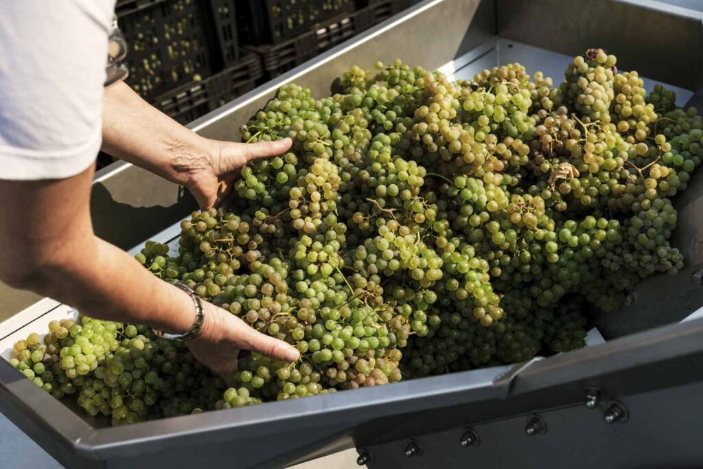 adega-chaos-vino-albarino-8