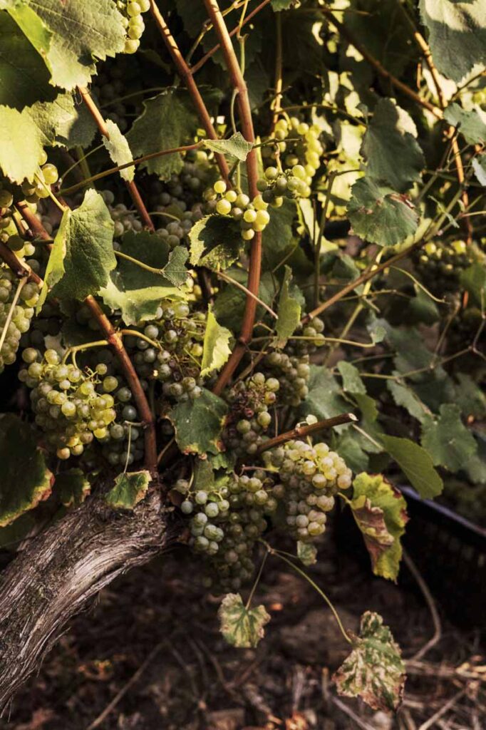 adega-chaos-vino-albarino-vertic-1