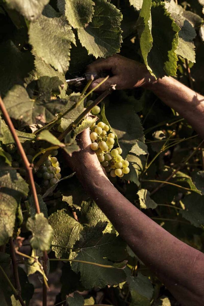 adega-chaos-vino-albarino-vertic-4