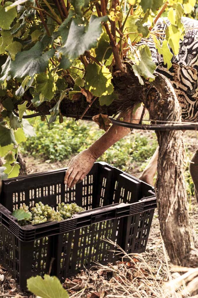 adega-chaos-vino-albarino-vertic-5