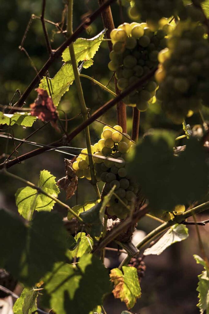 adega-chaos-vino-albarino-vertic-6